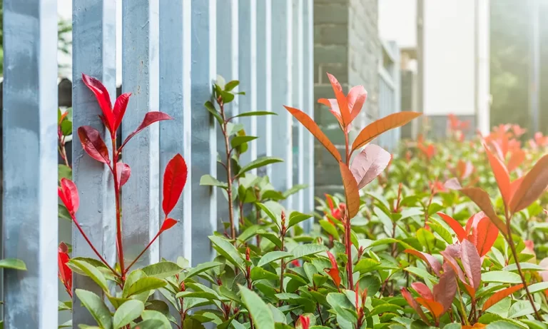 เทคนิคจัดสวนหน้าบ้านตามทิศทางแดด เลือกต้นไม้ให้เหมาะกับทิศ โดย Power Home Design